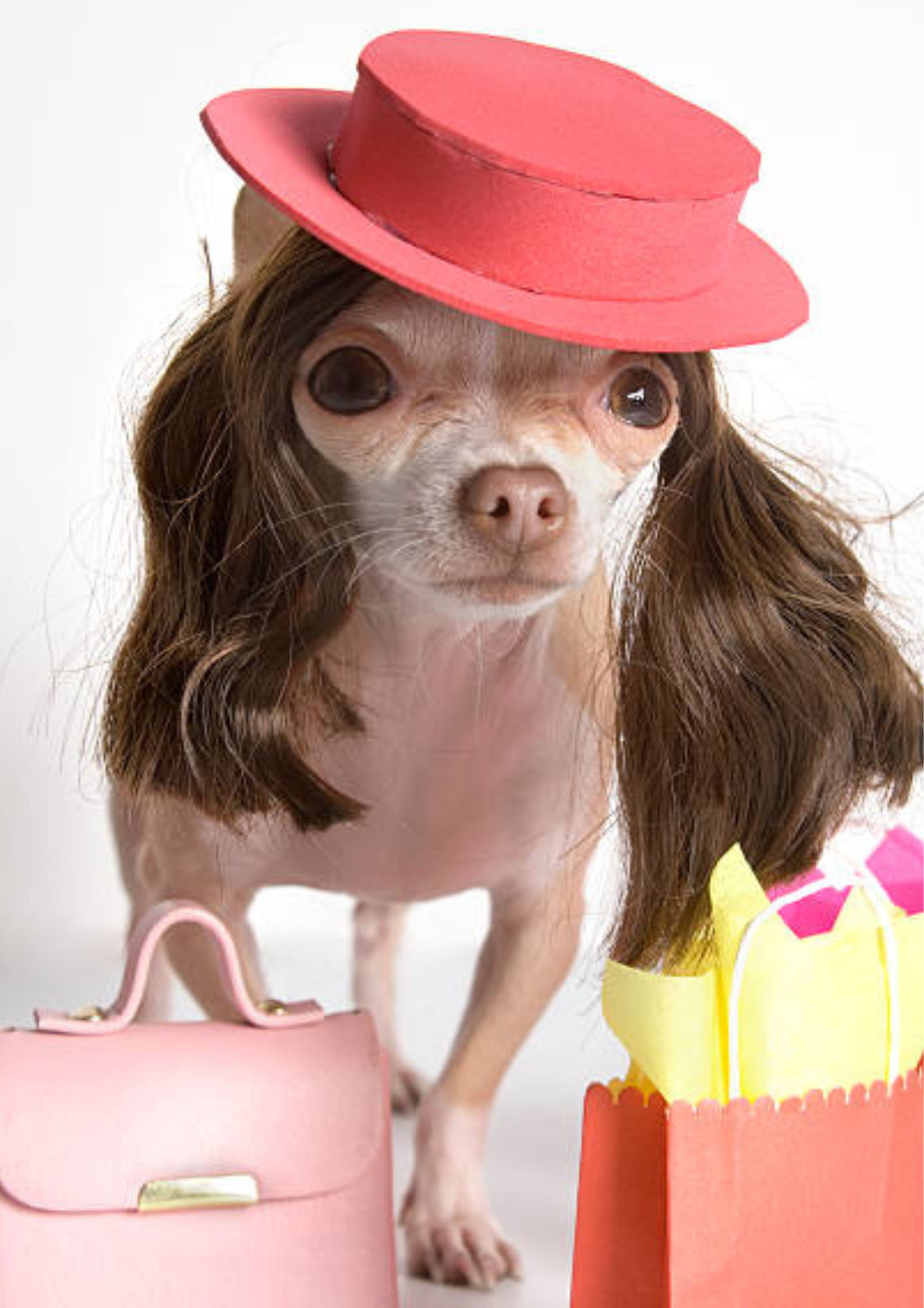 Pet Fashion and Apparel.