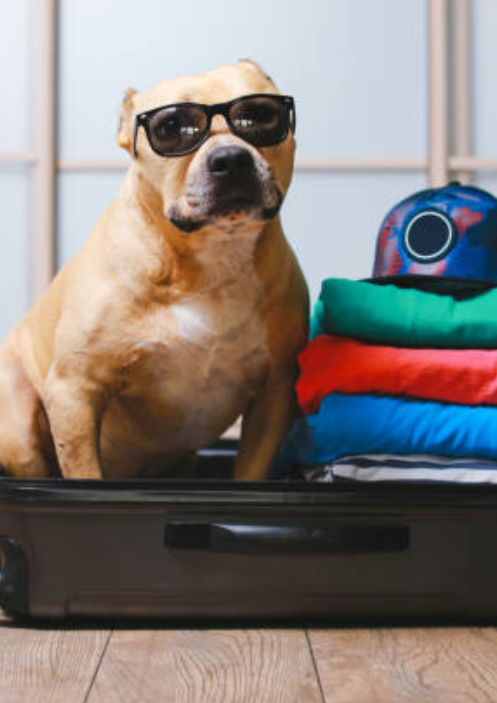 Pet Travel and Adventure Collection.