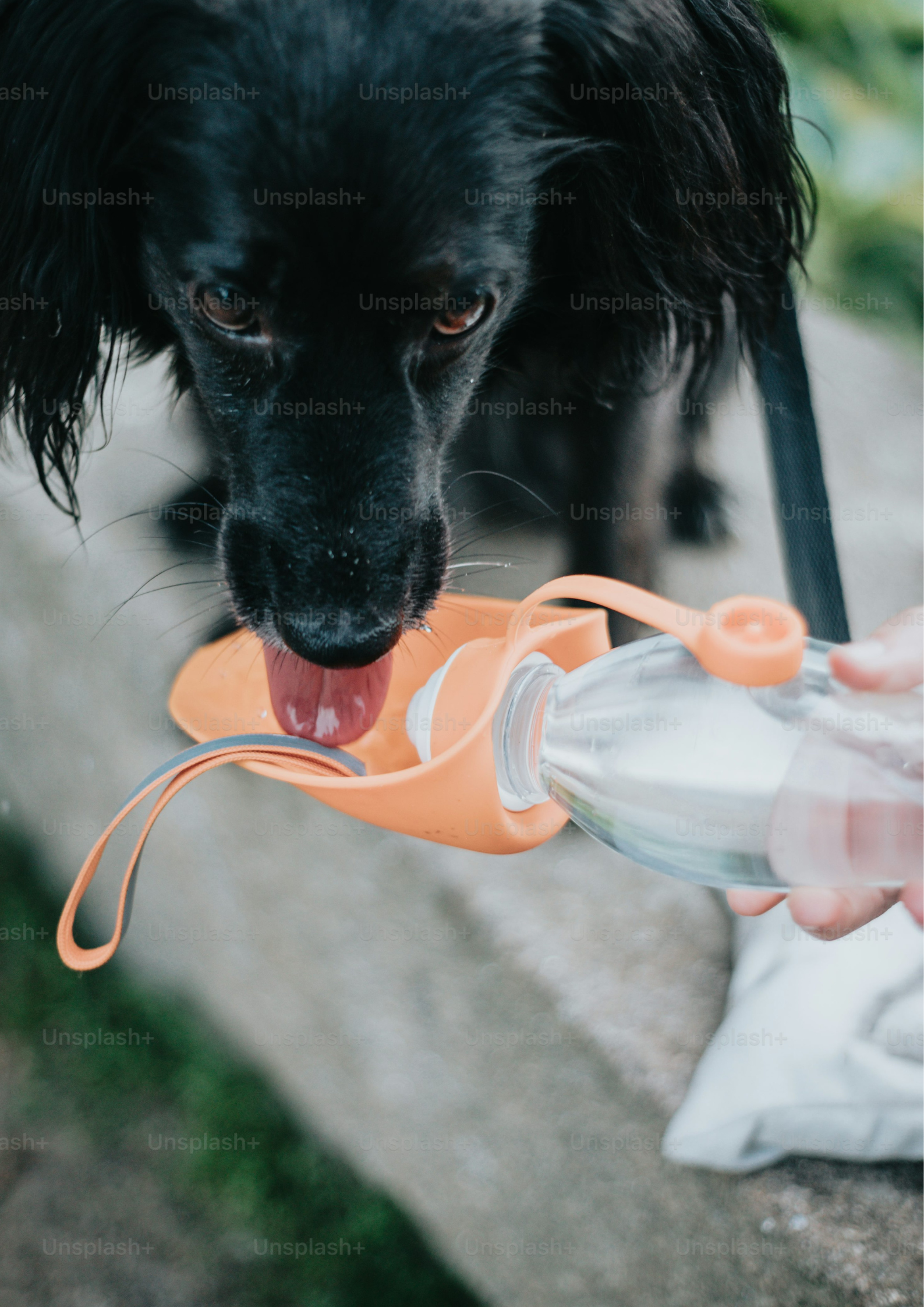 Pet Training Products.